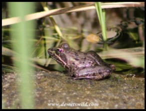 Common River Frog in Skukuza