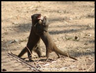 Dwarf Mongooses settling an argument in the camping area at Pretoriuskop