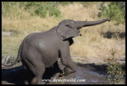 Elephant enjoying a mud bath