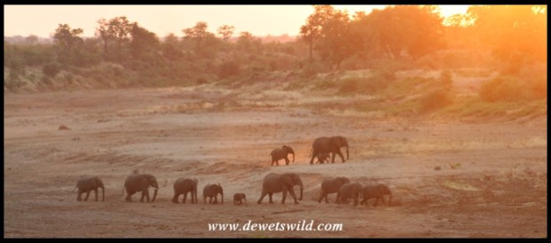 Sunset elephants in the Shingwedzi (Photo by Joubert)