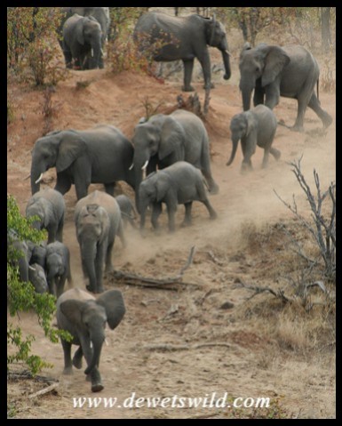 Elephant herd on the run to Red Rocks (Photo by Joubert)