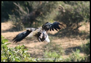 Fish Eagle taking off (Photo by Joubert)