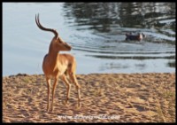 Impala ram on the bank of the Sabie