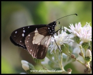 Layman butterfly