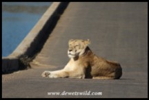 Lioness on the bridge at Lower Sabie