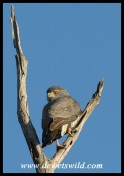 Little Sparrowhawk (Photo by Joubert)