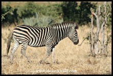 Plains Zebra (Photo by Joubert)