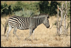 Plains Zebra (Photo by Joubert)