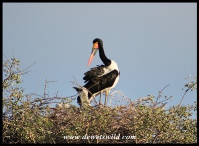 Saddle-billed Stork with nestlings