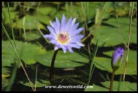 Beautiful Blue Water Lily
