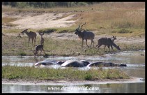 Animals congregating at Transport Dam