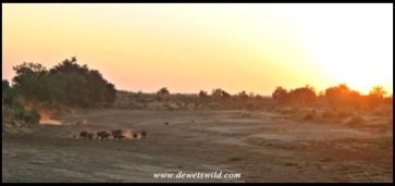 The last photo taken today - sunset over the dry bed of the Shingwedzi River