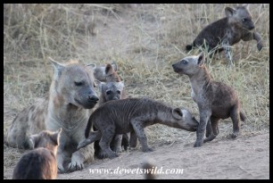 Rambunctious Spotted Hyena cubs