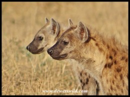 Spotted Hyenas in profile