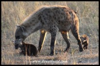Spotted Hyena trying to discipline one of her cubs