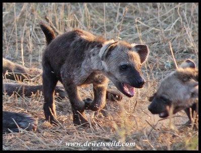 Spotted Hyena youngster bullying a sibling