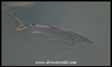 Tigerfish in the Sabie River