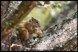 Tree Squirrel (Photo by Joubert)