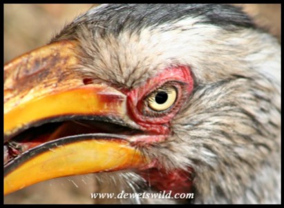 Close-up Yellow-billed Hornbill (Photo by Joubert)