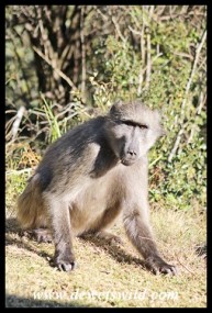 Baboons are probably the most easily seen mammal in Giant's Castle, as they move through the Rest Camp daily
