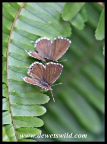 Geranium Bronze butterfly
