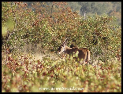 Eland in the mopane bush