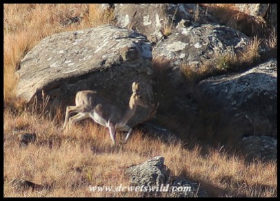 Mountain Reedbuck ewe