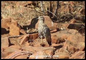 Spotted Dikkop (Spotted Thick-knee)