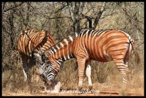 Two very dusty zebras (photo by Joubert)