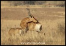 Red Hartebeest with an itch