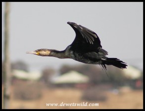 Reed Cormorant in flight