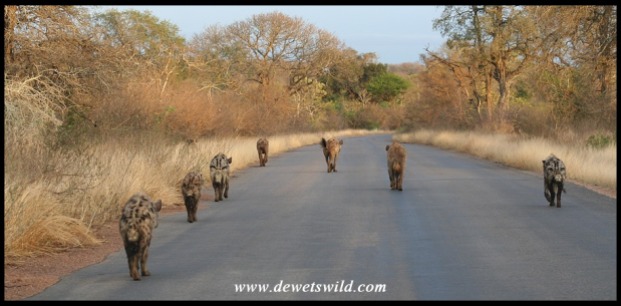 Spotted Hyena clan on the move (photo by Joubert)