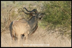 Graceful Kudu bull (photo by Joubert)