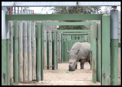 A white rhino at a rehab centre