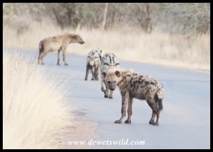 Spotted Hyenas on the move