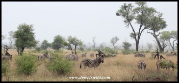 Zebras in the rain...