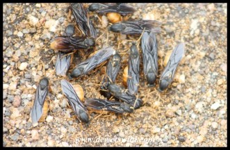 Flying ant Kings and Queens emerging