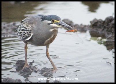 Got it! Green-backed Heron catching dragonflies