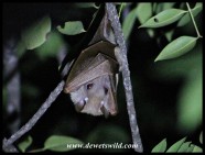 Epauletted Fruit Bat