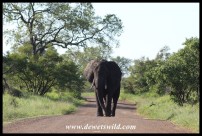 Elephants have right of way