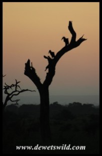 Ground Hornbills at sunrise