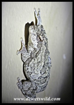 Foam Nest Frog on a bathroom wall