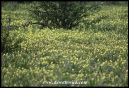 Fields of dubbeltjies in bloom