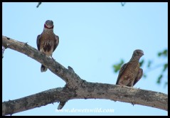 Cut-throat Finch pair - the male on the right
