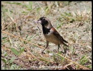 Cape Sparrow (a rare sight in Kruger)