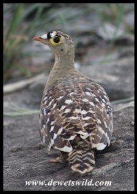Double-banded Sandgrouse (male)