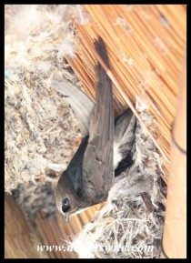 Little Swift hanging upside down at its nest