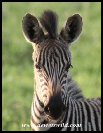 Zebra foal
