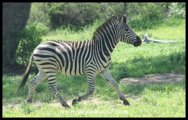 Plains Zebra (photo by Joubert)