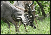 Kudu bulls in serious fight (photo by Joubert)